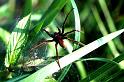 Dolomedes_plantarius_P1520_Z_75_Les Gris_Frankrijk